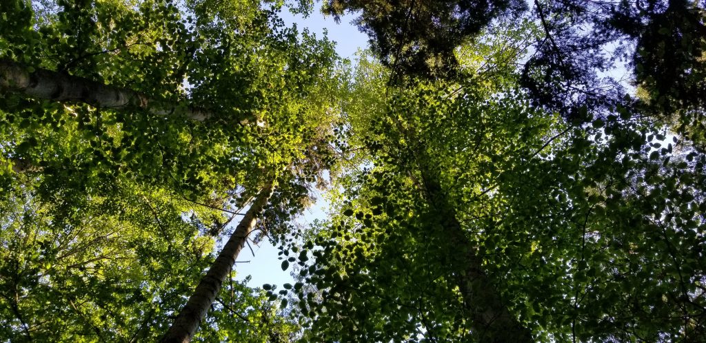 View looking up into the trees